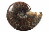 Polished Ammonite (Cleoniceras) Fossil - Madagascar #233495-1